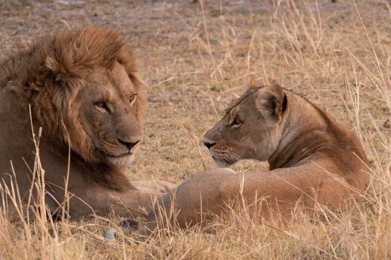 3-days camping safari from Dar-es-Salaam to Mikumi N. Park - Key Points