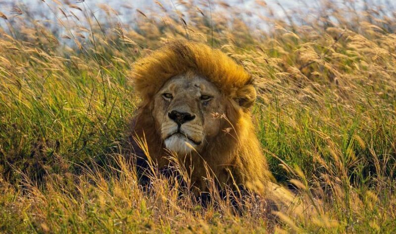 3-days camping safari from Dar-es-Salaam to Mikumi N. Park - The Practicalities – What’s Included and What to Consider