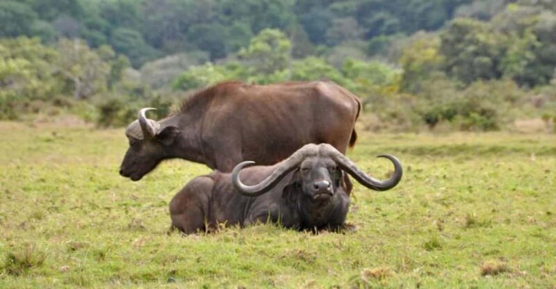 3 Days Camping Safari - The Details of the 3-Day Tanzanian Camping Safari