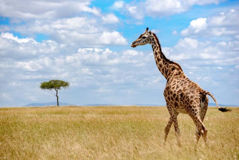 3 Days Camping Safari - The Value of This Safari