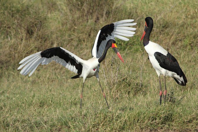 3 Days Camping Safari Tarangire, Lake Manyara and Ngorongoro Crater - Who Will Love This Safari?