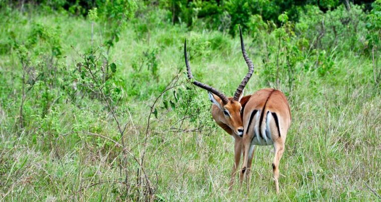 3-days-chitwan-jungle-tour-with-meals-kathmandu-pokhara