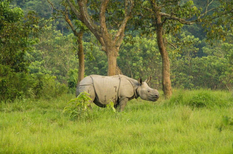 3-days-chitwan-jungle-tour-with-meals-kathmandu-pokhara