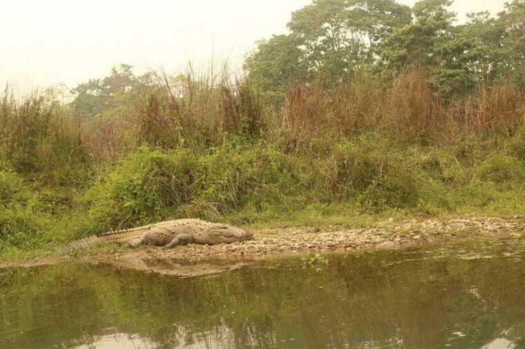 3-days-chitwan-safari