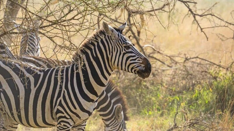 3-Days classic safari to Mikumi N. Park from Dar-es-Salaam - Key Points