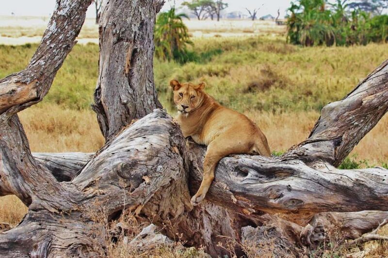 3-Days classic safari to Mikumi N. Park from Dar-es-Salaam - Exploring the Itinerary in Detail
