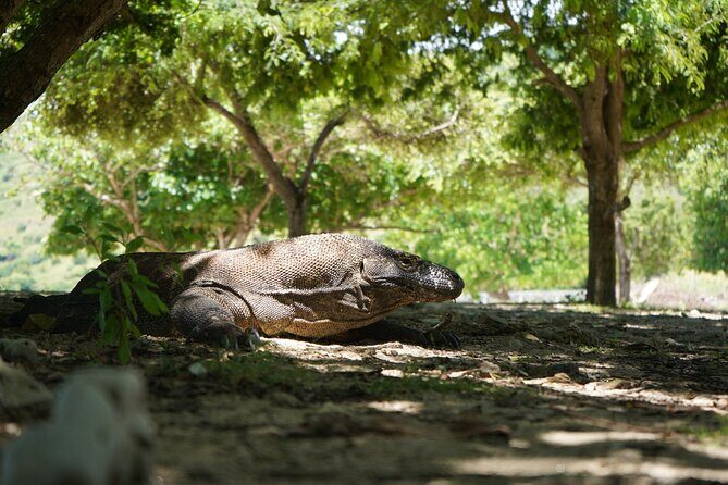 3 Days Deluxe Boat Private Cabin Sailing Trip in Komodo Island - Final Thoughts