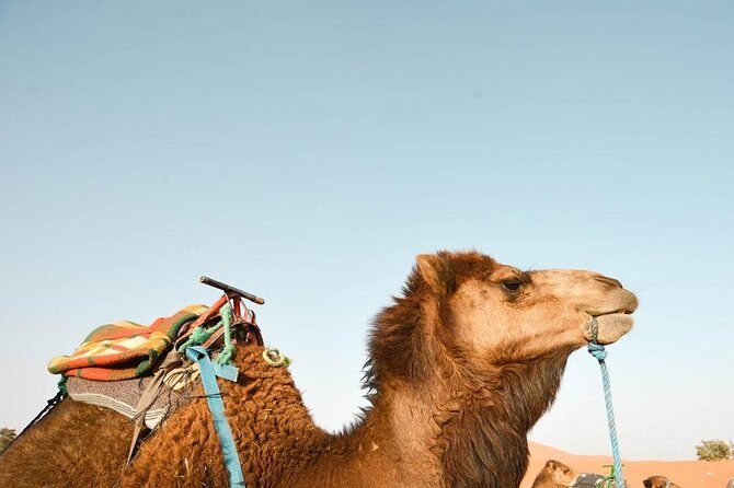 3 Days Desert Tour from Fes to Marrakech via Merzouga - FAQ