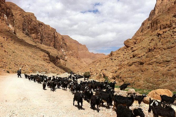 3 Days Desert Tour From Marrakech To Merzouga Désert And World Heritage Kasbah - FAQ