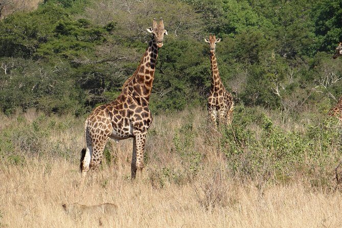 3 Days Durban Safari Tour Package - Who Should Consider This Tour?