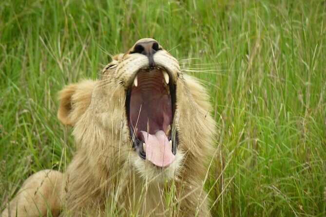 3 Days Durban Safari Tour Package - Final Thoughts