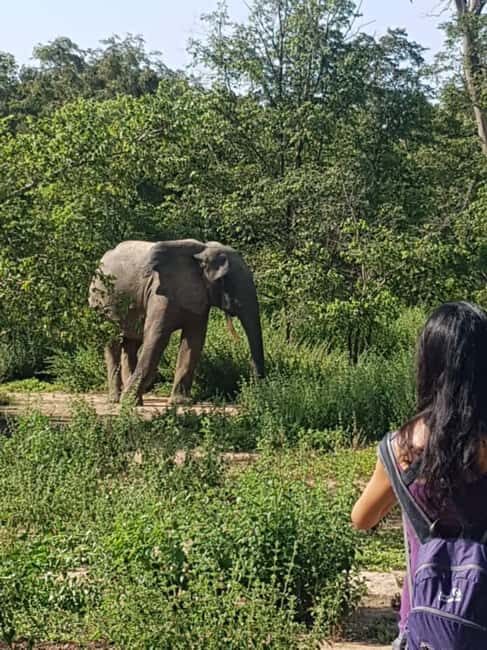 3 Days Elephant Safari at Mole Park with round trip flights - Introduction