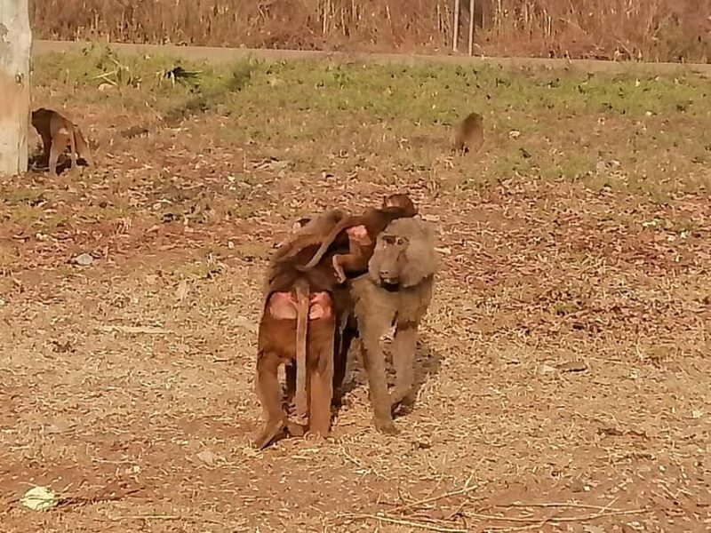 3 Days Elephant Safari at Mole Park with round trip flights - Key Points