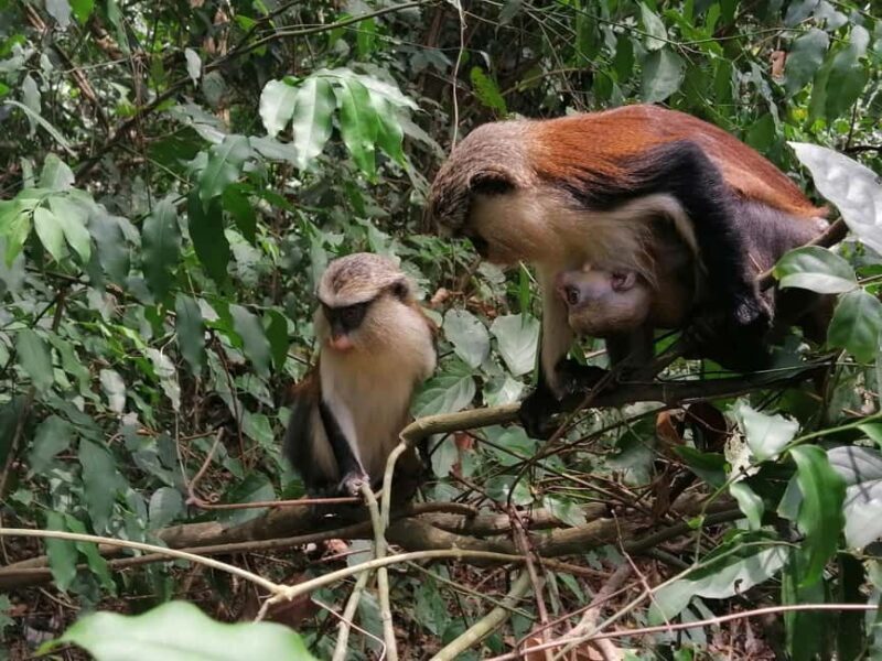 3 Days Elephant Safari at Mole Park with round trip flights - Frequently Asked Questions