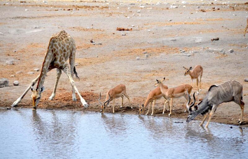 3 Days Etosha National Park Guided Experience - Key Points  