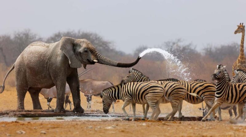 3 Days Etosha National Park Guided Experience - An Overview of the 3-Day Etosha National Park Guided Experience