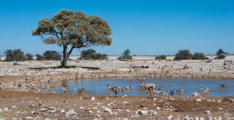 3 Days Etosha National Park Guided Experience - The Real Value of the Tour