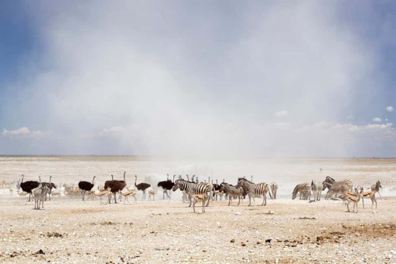3 Days Etosha National Park; Self Drive Tour - A Practical Look at the 3-Day Etosha National Park Self-Drive Tour
