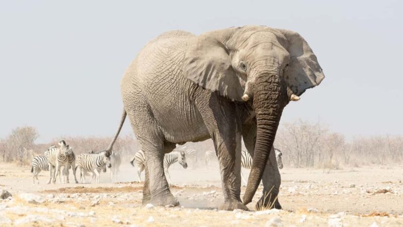 3 Days Etosha National Park; Self Drive Tour - Key Points  