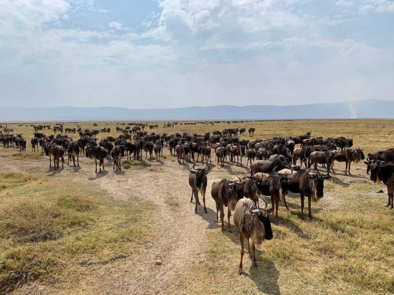 3-Days Exclusive Luxury Private tour (All Inclusive) - A Detailed Look at the 3-Day Luxury Private Tanzanian Safari
