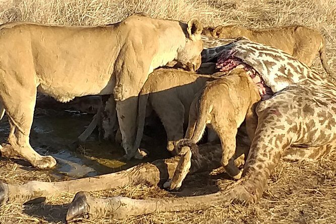 3 Days Explore Selous Game Reserve + Boat safari + bushman walking - What’s Included and What’s Not