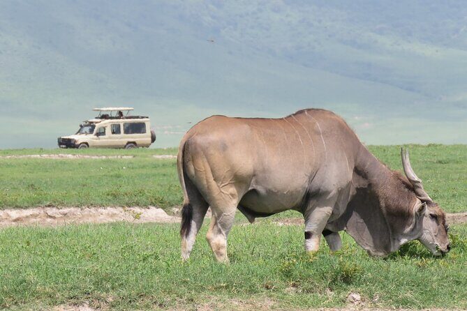 3 Days Exploring Serengeti & Ngorongoro Crater from Arusha - 3 Days Exploring Serengeti & Ngorongoro Crater from Arusha: An In-Depth Review