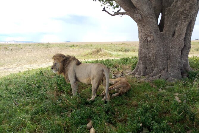 3 Days Exploring Serengeti & Ngorongoro Crater from Arusha - The Itinerary in Detail