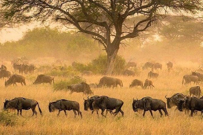 3 days fly in safari - What’s Included and What’s Not