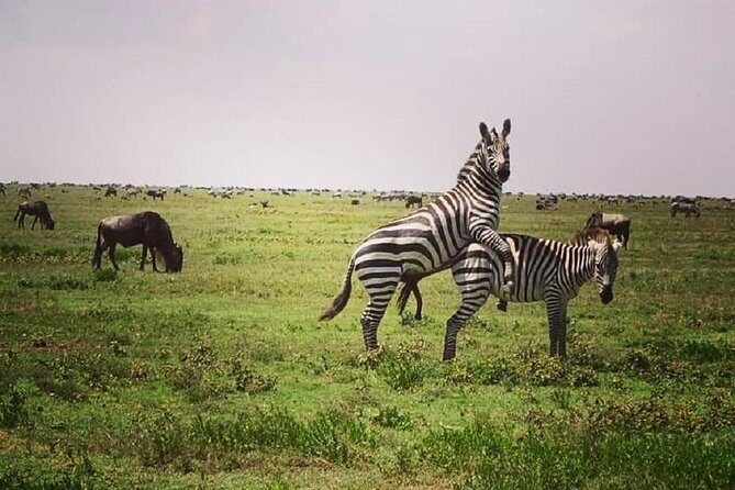 3 days fly in safari - FAQ