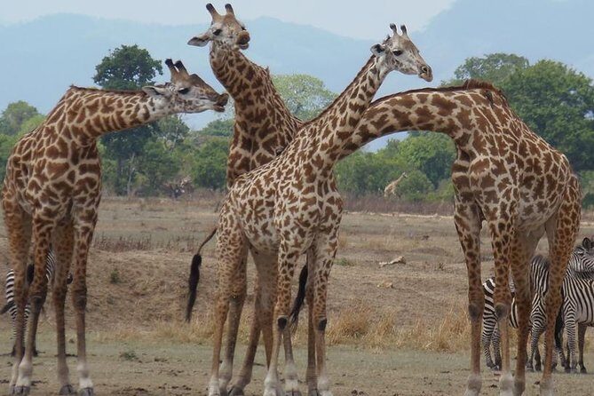 3 Days - Game Viewing Safari in Nyerere National Park - Key Points