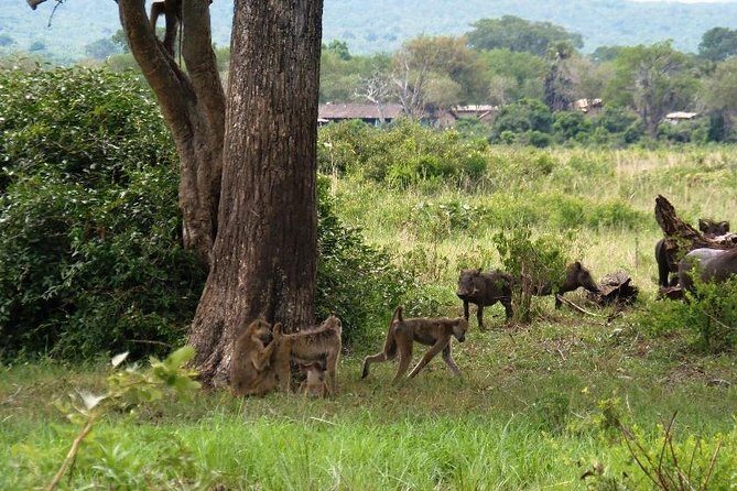 3 Days - Game Viewing Safari in Nyerere National Park - FAQ