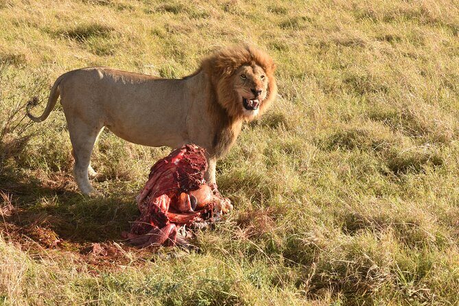 3 Days Gamedrive Safari In Masai Mara From Nairobi - Final Thoughts