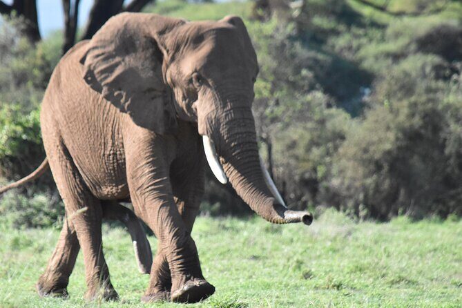 3 Days Gamedrive Safari In Masai Mara From Nairobi - FAQ