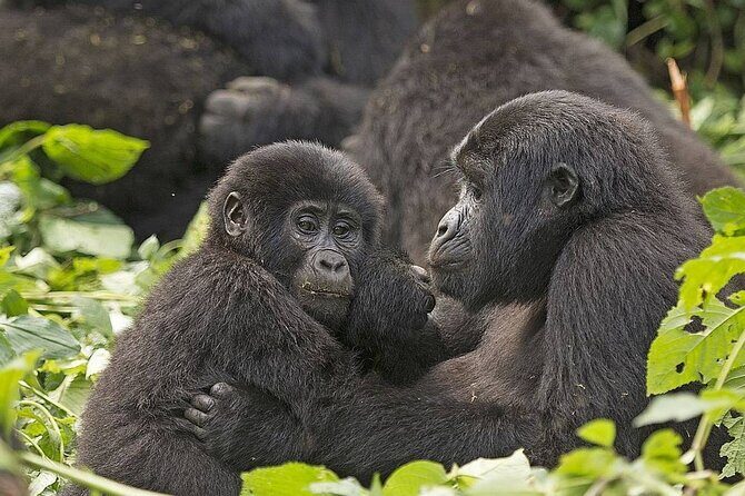 3 Days Gorilla Adventure Safari in Uganda - An In-depth Look at the 3-Day Gorilla Safari