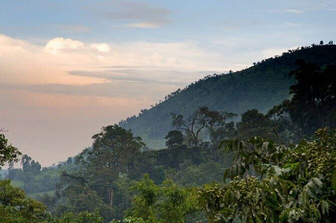 3 Days Gorilla Adventure Safari in Uganda - Authentic Insights from Reviewers