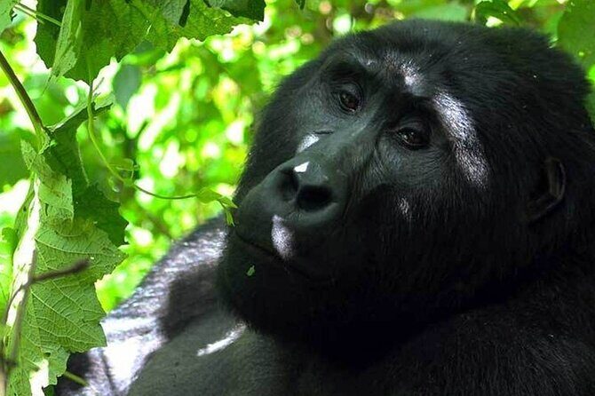 3 Days Gorilla Adventure Safari in Uganda - Final Thoughts: Is This Tour Worth It?