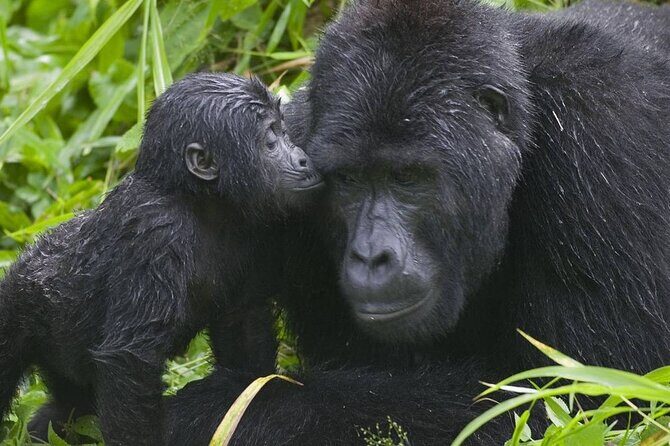 3 Days Gorilla Adventure Safari in Uganda - FAQ