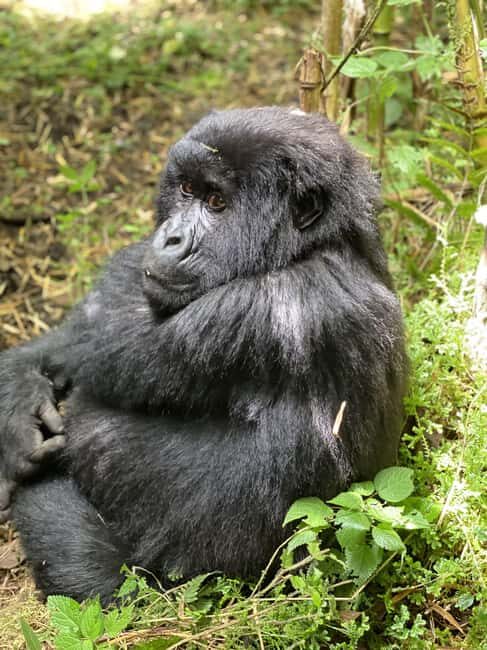 3 Days Gorilla & Golden Monkey Trekking - The Itinerary Breakdown: What You Can Expect