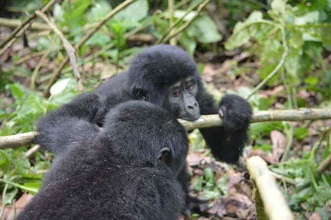 3 days Gorilla tracking Bwindi and Lake Bunyonyi Relaxation - Practical Details and Insights