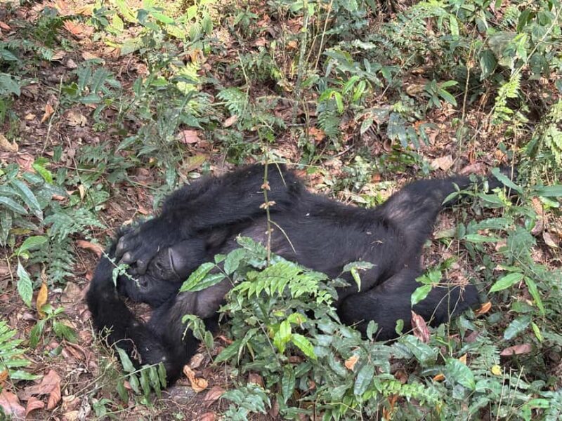 3 days Gorilla tracking in Bwindi Forest in Uganda - Introduction  