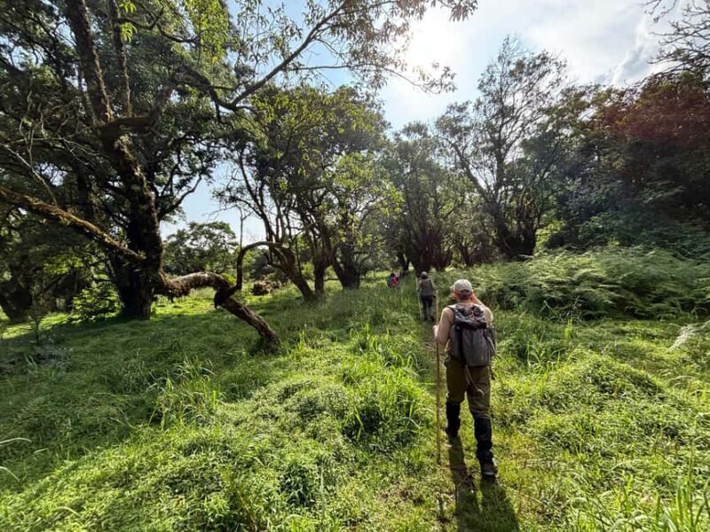 3 days Gorilla tracking in Bwindi Forest in Uganda - Key Points  