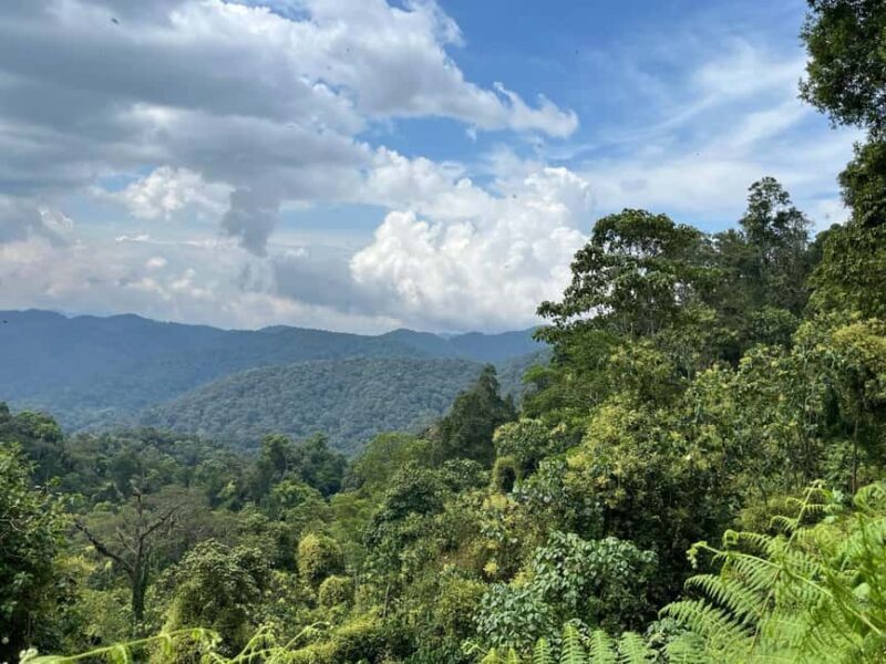 3 days Gorilla tracking in Bwindi Forest in Uganda - What’s Included and What’s Not  