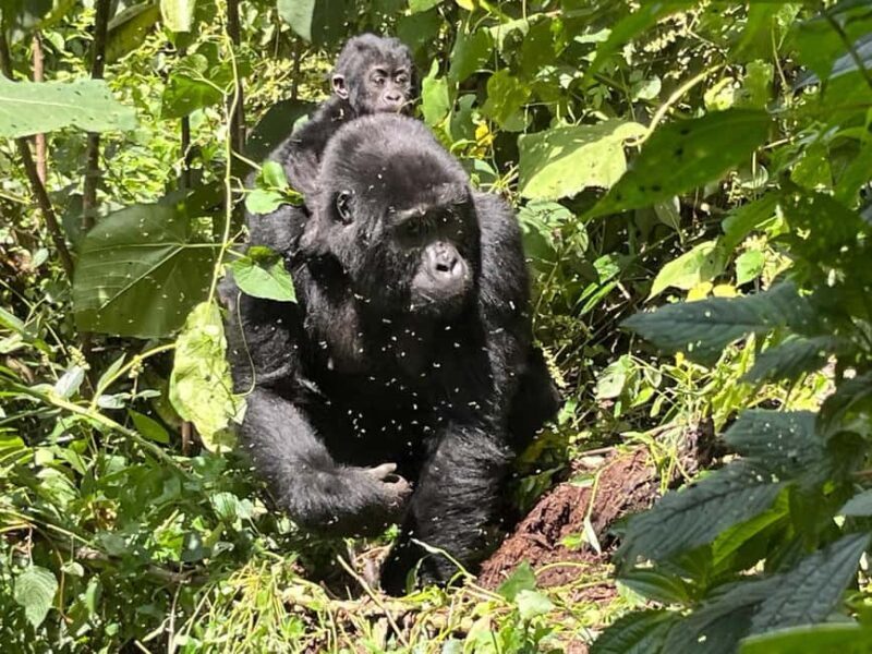 3 days Gorilla tracking in Bwindi Forest in Uganda - The Experience Provider: Trek Rwenzori Tours  