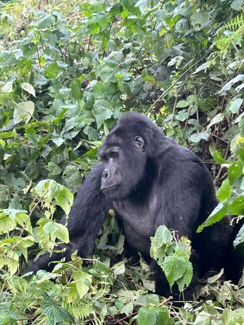 3 days Gorilla tracking in Bwindi Forest in Uganda - Why This Tour Offers Great Value  