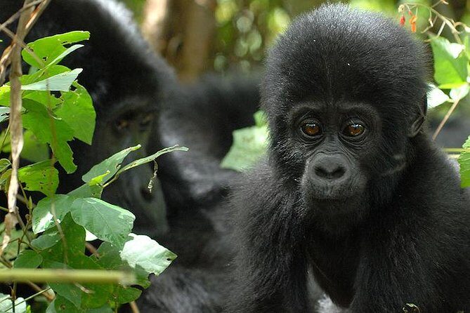 3 Days Gorilla Trekking Expedition Uganda - The Experience: Pros and Cons