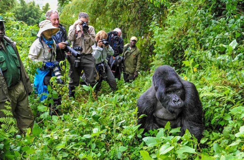 3 Days Gorilla trekking in the volcanoes national park - How the Tour Balances Value and Experience