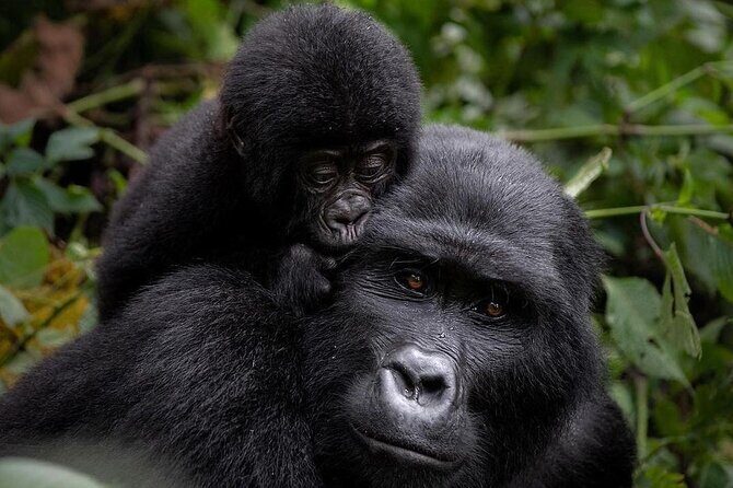 3 Days gorilla trekking Safari tour in Uganda - Key Points