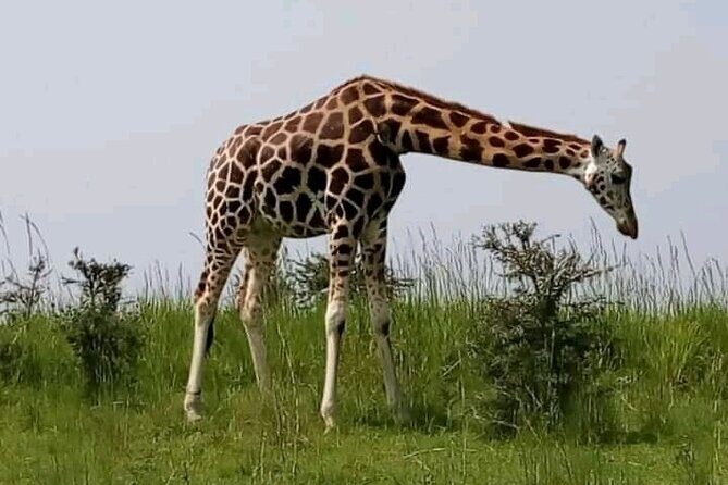 3 Days gorilla trekking Safari tour in Uganda - Who is This Tour Best For?