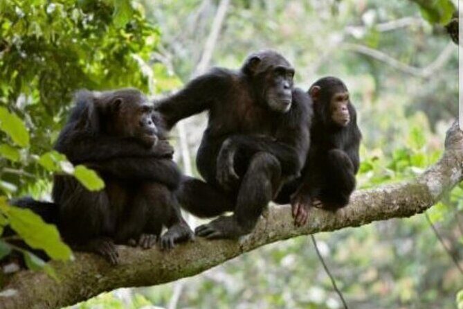 3 Days gorilla trekking Safari tour in Uganda - The Sum Up