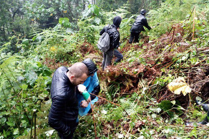3 Days Gorilla trekking Safari Uganda, Bwindi Impenetrable Forest - A Close Look at the 3-Day Gorilla Trekking Safari in Uganda